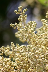 Buddleia cordata cordata