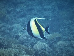 Zanclus cornutus