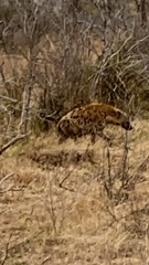 Crocuta crocuta
