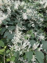 Reynoutria × bohemica