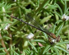 Argia apicalis