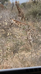 Giraffa camelopardalis giraffa