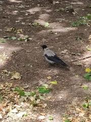 Corvus cornix