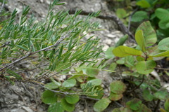 Astragalus glaucus
