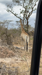 Giraffa camelopardalis giraffa