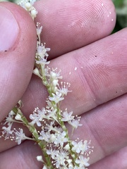 Reynoutria × bohemica