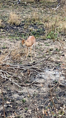 Raphicerus campestris campestris