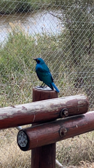 Lamprotornis chalybaeus