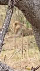 Panthera leo melanochaita