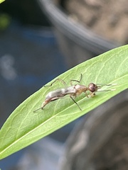 Taeniaptera trivittata