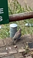 Streptopelia senegalensis