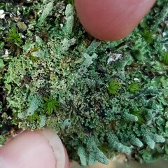 Cladonia didyma