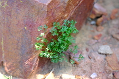 Chamarea