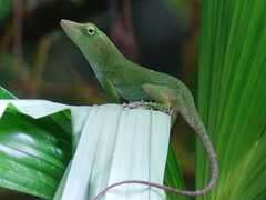 Anolis biporcatus