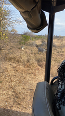 Equus quagga chapmani