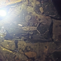 Laccotrephes japonensis