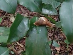 Urocyclidae