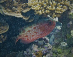 Heteropriacanthus carolinus