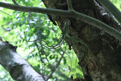 Tillandsia caput-medusae