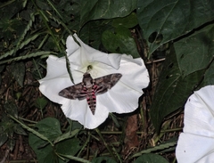 Agrius cingulata