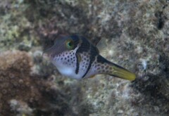 Canthigaster valentini