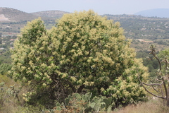 Buddleia cordata cordata