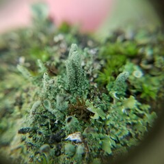 Cladonia didyma