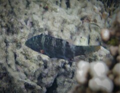 Cheilinus trilobatus