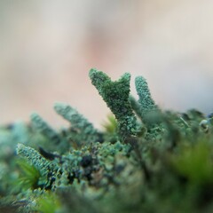 Cladonia didyma