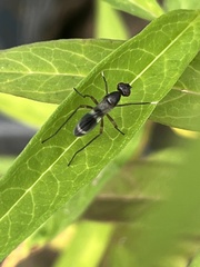 Taeniaptera trivittata