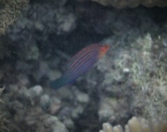 Pseudocheilinus hexataenia