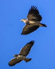 Geranoaetus melanoleucus