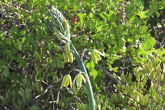 Albuca canadensis