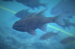 Ostorhinchus norfolcensis