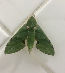 Euchloron megaera