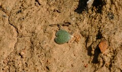 Eriospermum pusillum