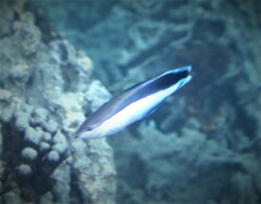 Labroides dimidiatus