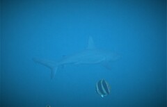 Carcharhinus galapagensis