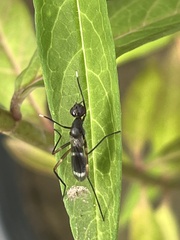 Taeniaptera trivittata
