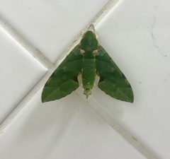 Euchloron megaera