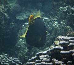 Cantherhines dumerilii