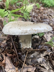 Amanita