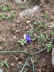 Muscari inconstrictum