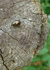 Chrysolina americana