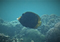 Chaetodon flavirostris