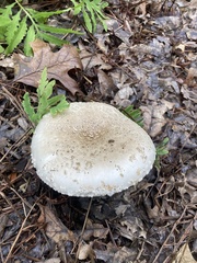 Amanita