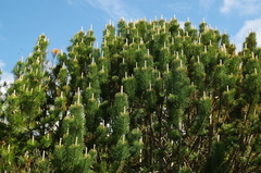 Pinus contorta