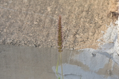 Setaria verticillata