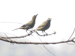 Thraupis palmarum