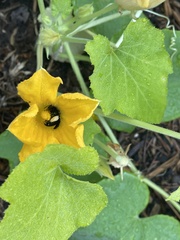 Melissodes bimaculatus